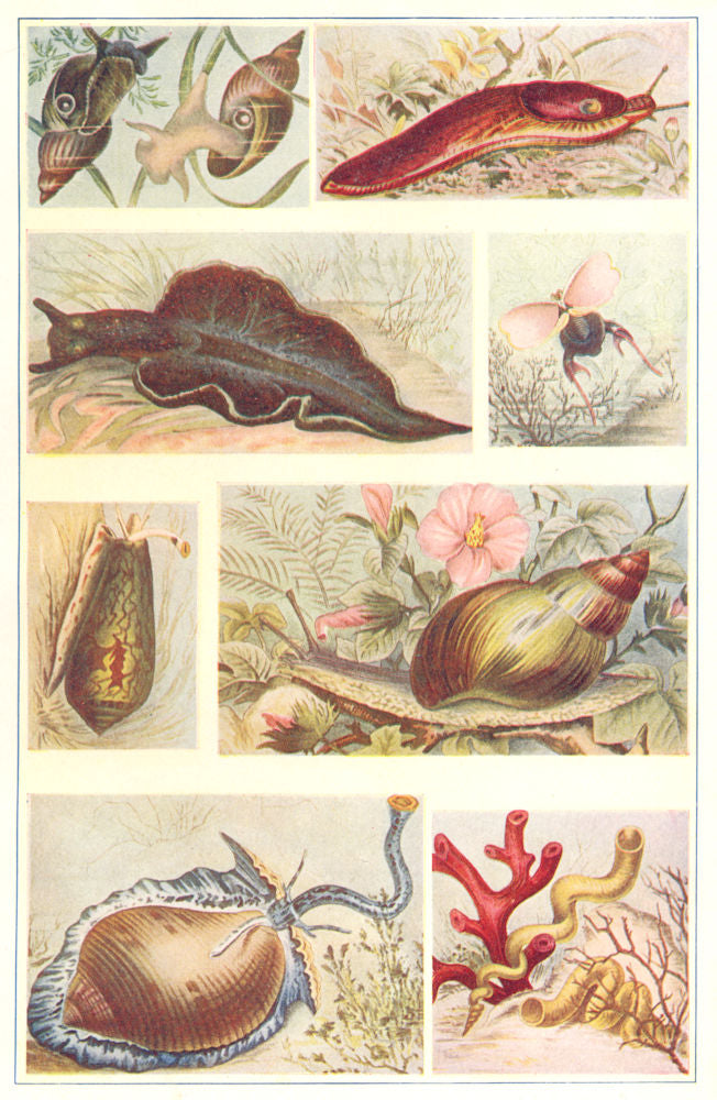 MOLLUSCA. Pond snail Slug Green Sea Pteropod Cone-shell Achatina Tun-Worm 1907